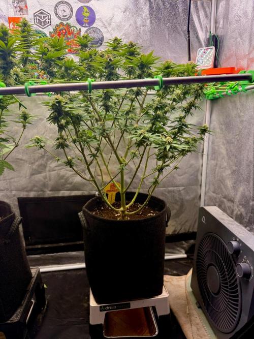 Original Sensible Seeds. Week 15