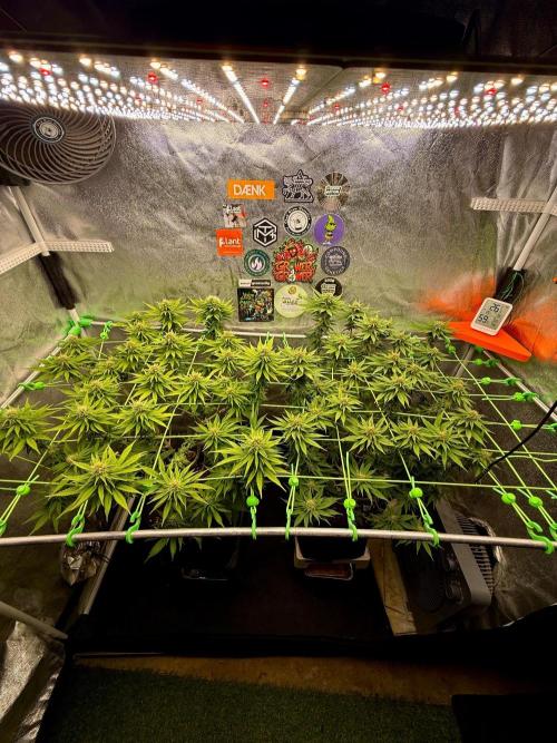 Original Sensible Seeds. Week 15