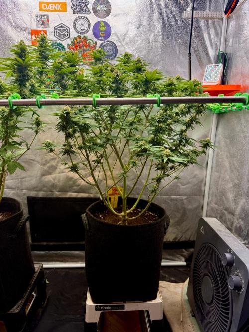 Original Sensible Seeds. Week 15