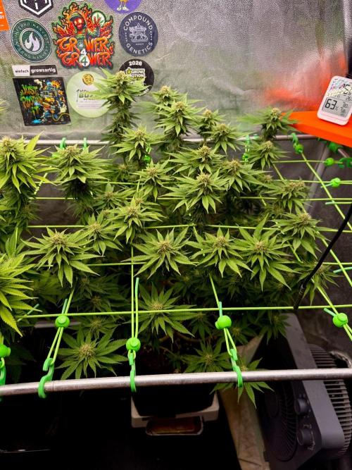 Original Sensible Seeds. Week 15