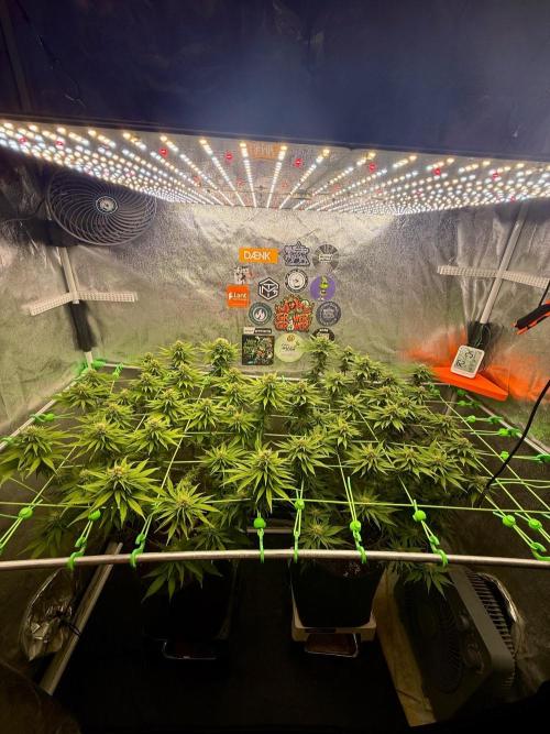 Original Sensible Seeds. Week 15
