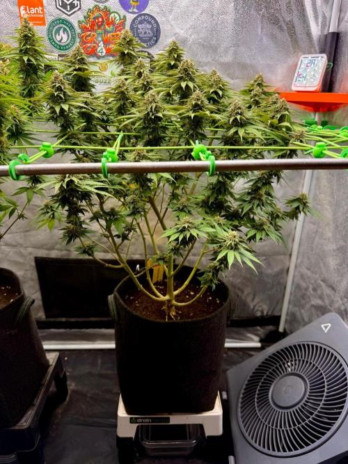 Original Sensible Seeds. Week 15