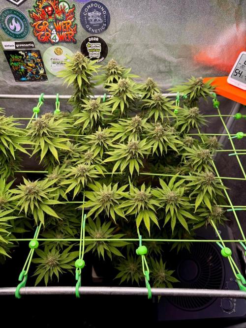 Original Sensible Seeds. Week 15