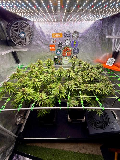 Original Sensible Seeds. Week 15