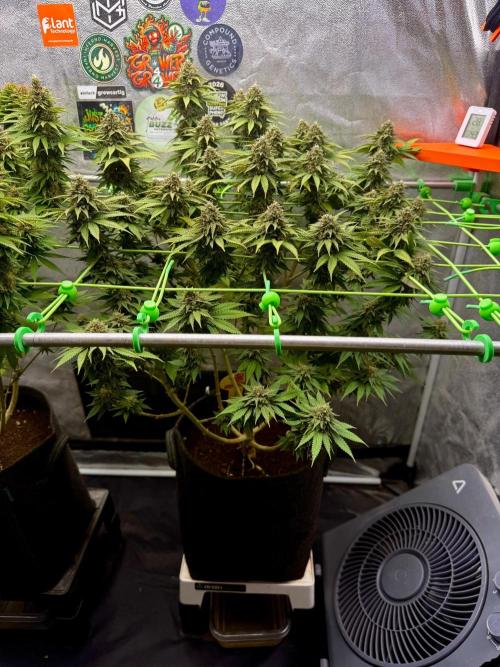 Original Sensible Seeds. Week 15
