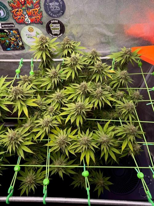 Original Sensible Seeds. Week 15