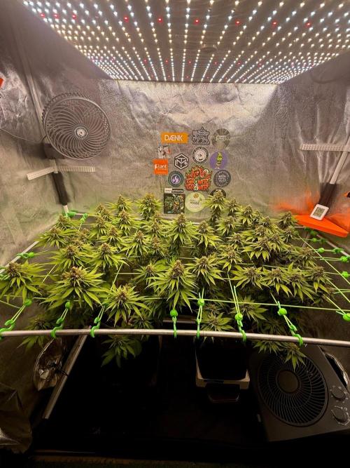 Original Sensible Seeds. Week 15
