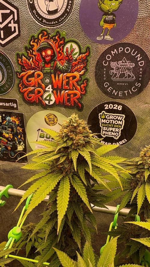 Original Sensible Seeds. Week 15