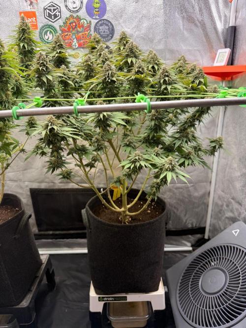 Original Sensible Seeds. Week 15