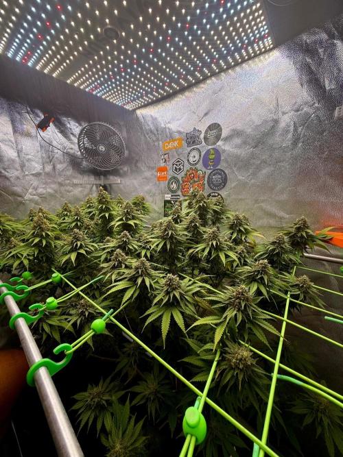 Original Sensible Seeds. Week 15