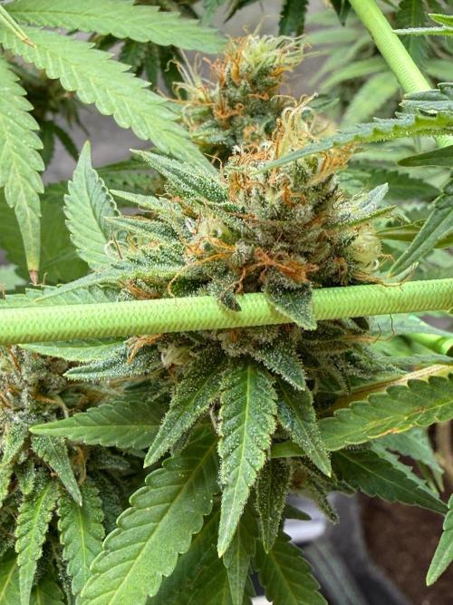 Original Sensible Seeds. Week 15
