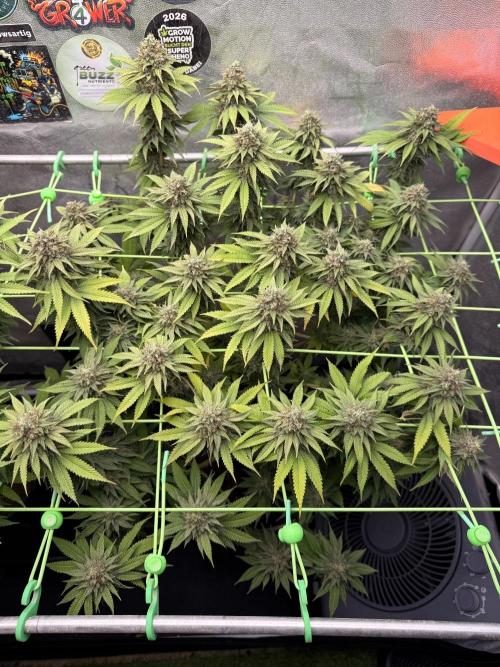 Original Sensible Seeds. Week 15