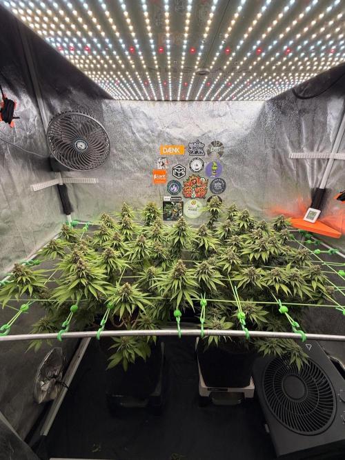 Original Sensible Seeds. Week 15
