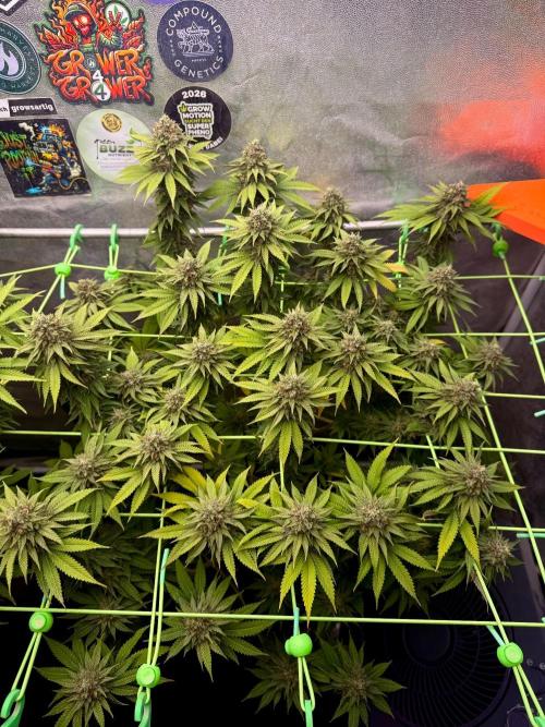 Original Sensible Seeds. Week 15