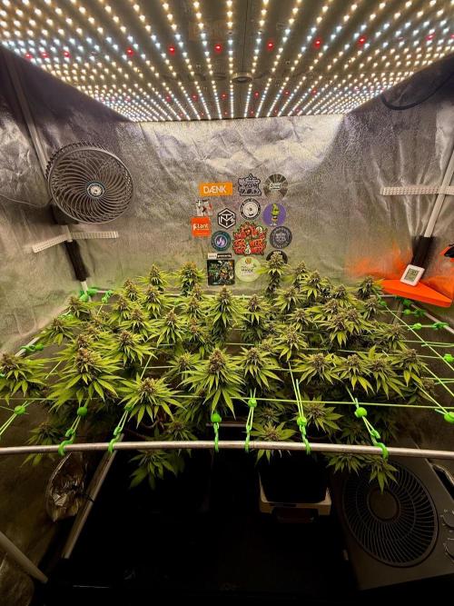Original Sensible Seeds. Week 15