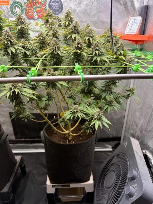 Original Sensible Seeds. Week 15
