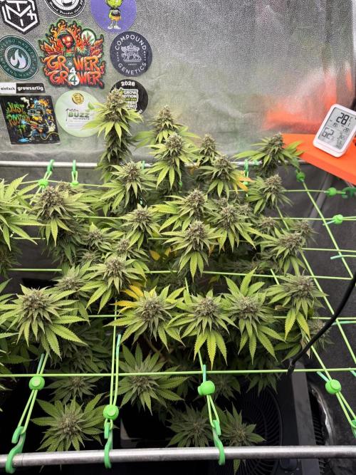 Original Sensible Seeds. Week 15