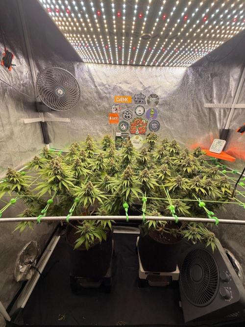 Original Sensible Seeds. Week 15