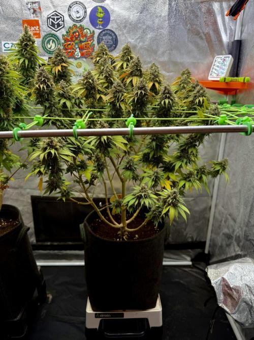 Original Sensible Seeds. Week 18