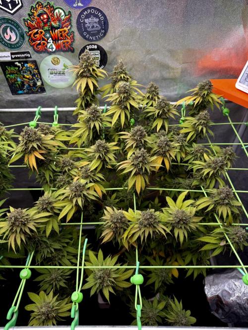 Original Sensible Seeds. Week 18