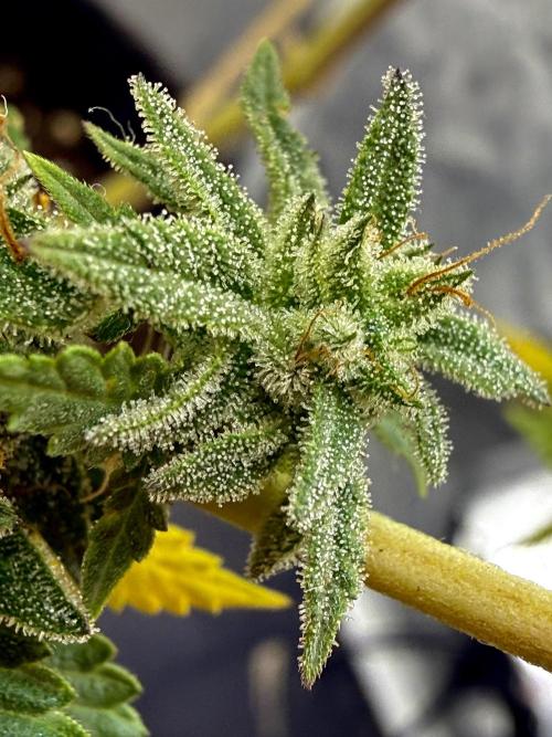 Original Sensible Seeds. Week 18