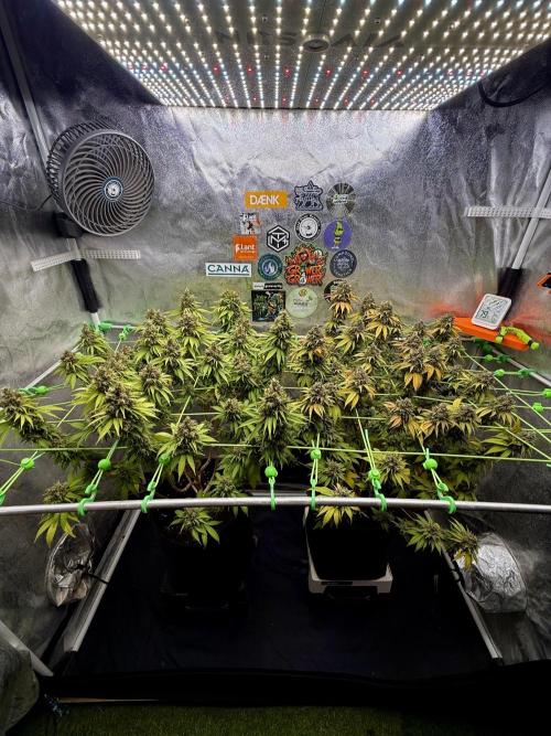 Original Sensible Seeds. Week 18