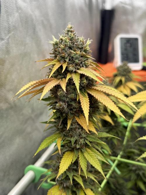 Original Sensible Seeds. Week 18