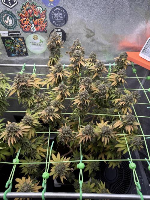 Original Sensible Seeds. Week 18