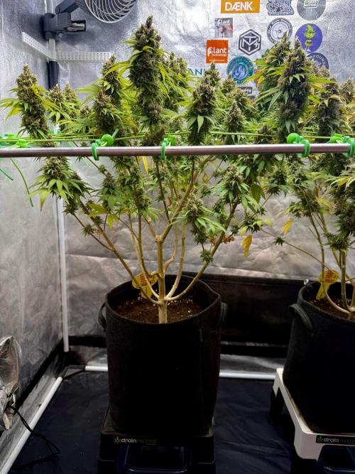 Original Sensible Seeds. Week 18
