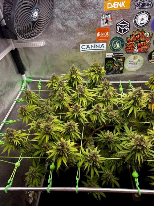 Original Sensible Seeds. Week 18