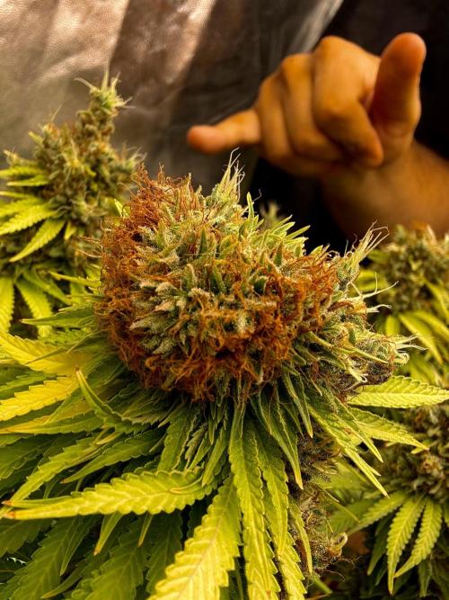 Original Sensible Seeds. Week 18 - Weird lookin HUGE bud