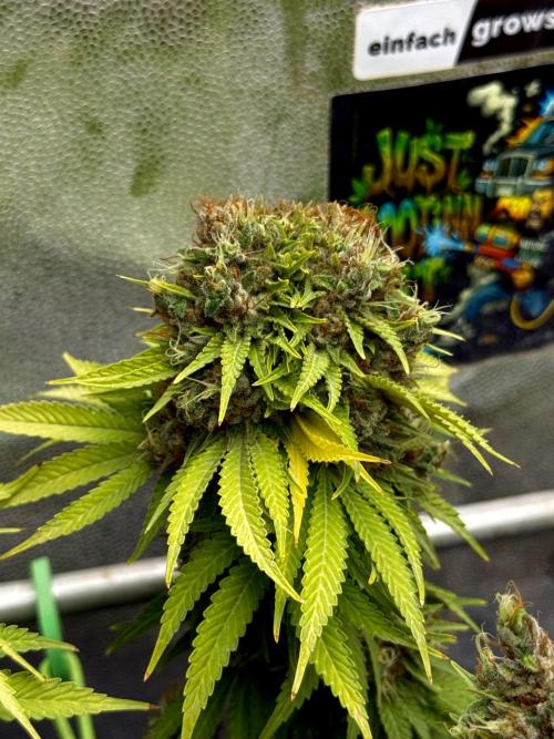 Original Sensible Seeds. Week 18 - Double bud