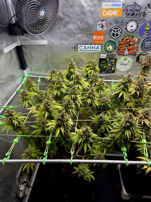 Original Sensible Seeds. Week 18 - Easy scrog