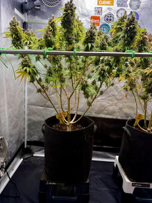 Original Sensible Seeds. Week 18