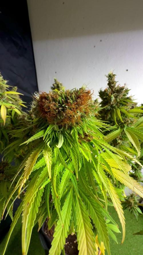 Original Sensible Seeds