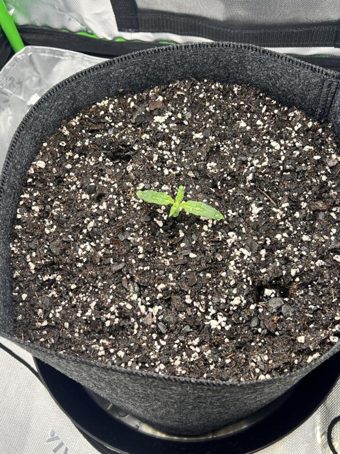 Apple Betty auto. Week 0 - Natural