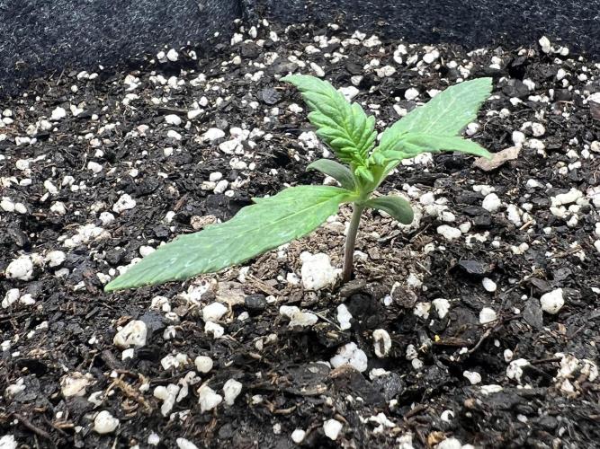 Apple Betty auto. Week 1