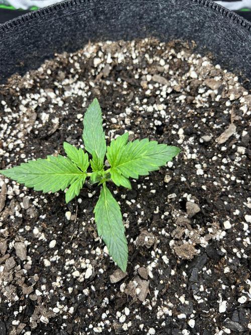 Apple Betty auto. Week 1
