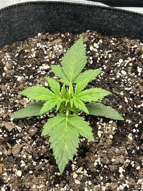 Apple Betty auto. Week 1