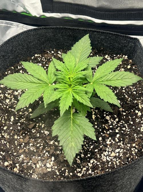Apple Betty auto. Week 2