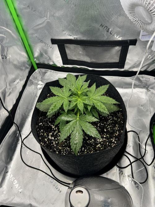 Apple Betty auto. Week 2