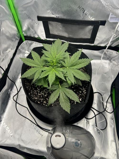 Apple Betty auto. Week 2