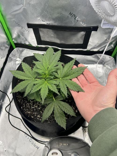 Apple Betty auto. Week 2