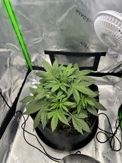 Apple Betty auto. Week 3