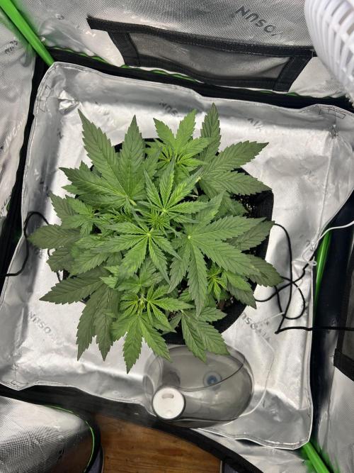 Apple Betty auto. Week 3