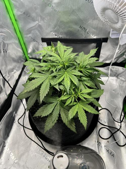 Apple Betty auto. Week 3