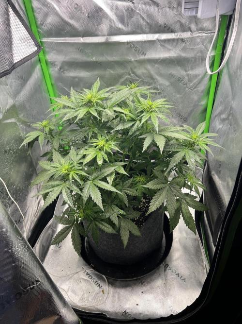 Apple Betty auto. Week 4