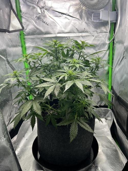 Apple Betty auto. Week 4