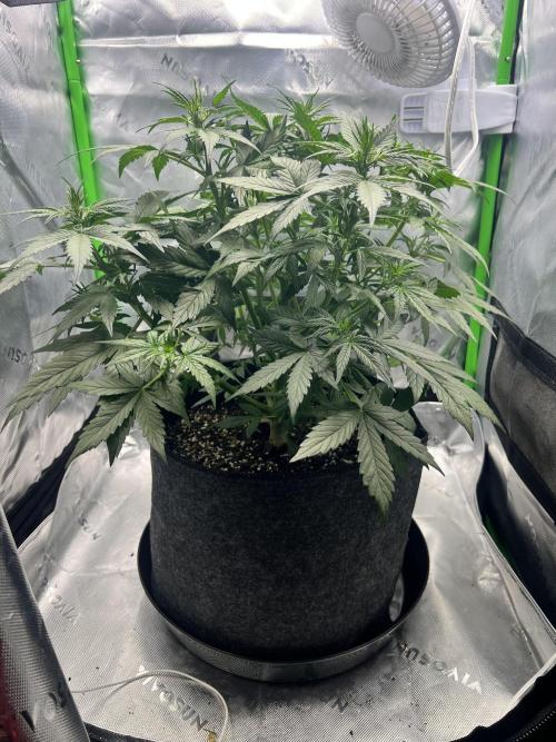 Apple Betty auto. Week 4