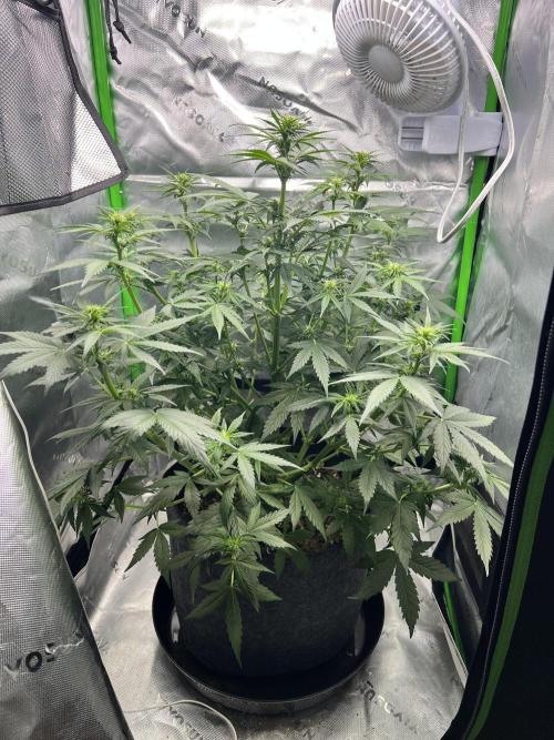 Apple Betty auto. Week 5